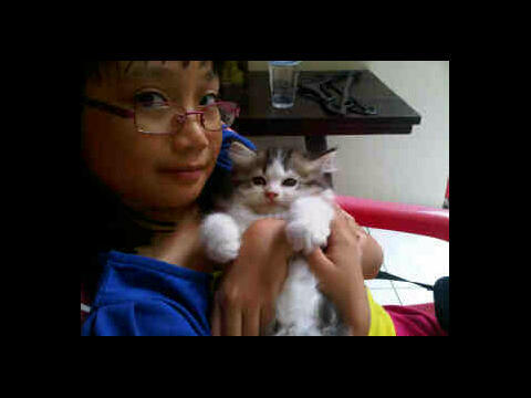 JUAL KITTEN PERSIA MEDIUM