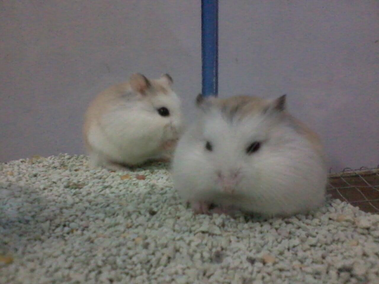 hamster Roborvski WF dan Kandang Second/Bekas