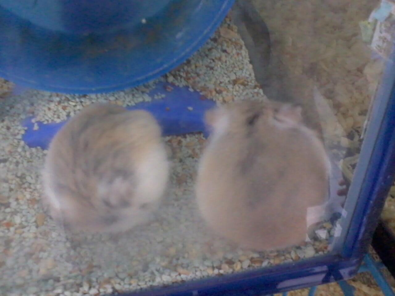 hamster Roborvski WF dan Kandang Second/Bekas