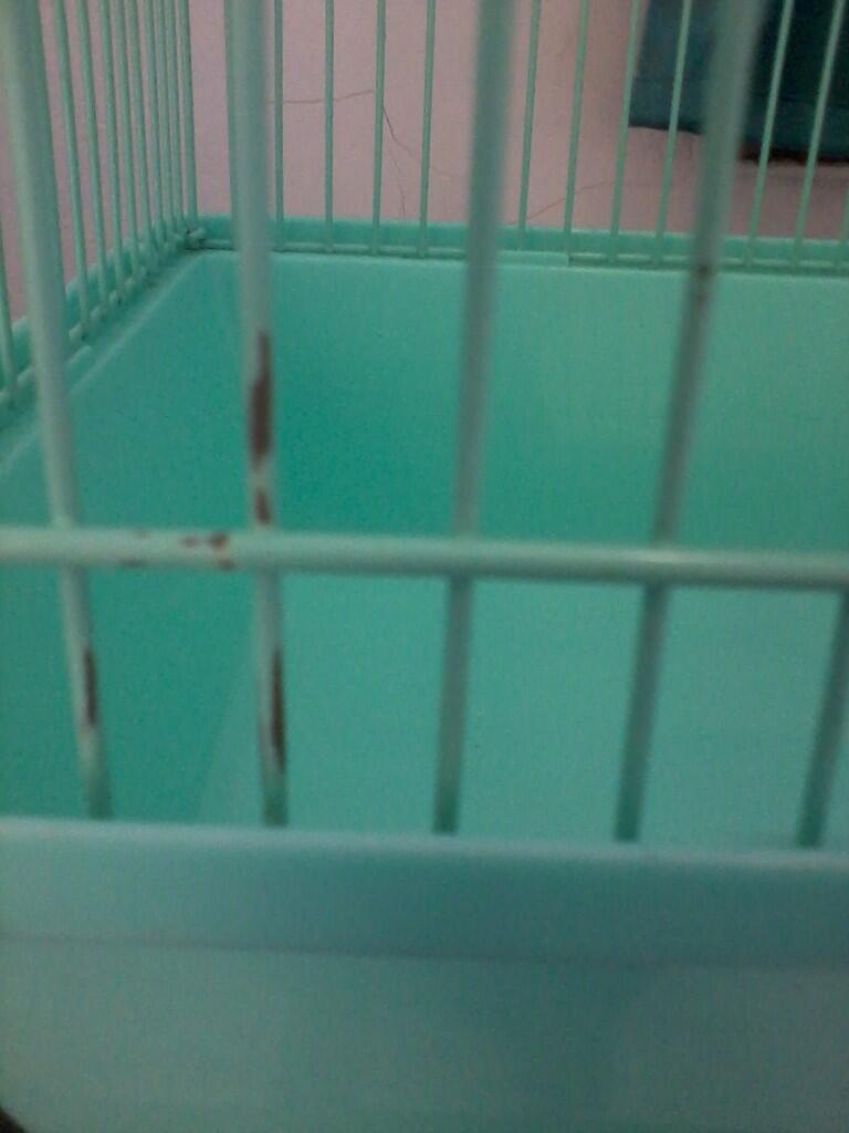hamster Roborvski WF dan Kandang Second/Bekas