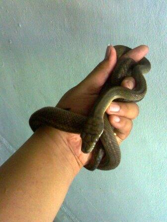 PITON PATOLA aka SCRUB PHYTON