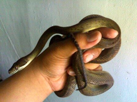 PITON PATOLA aka SCRUB PHYTON