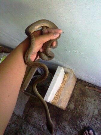 PITON PATOLA aka SCRUB PHYTON