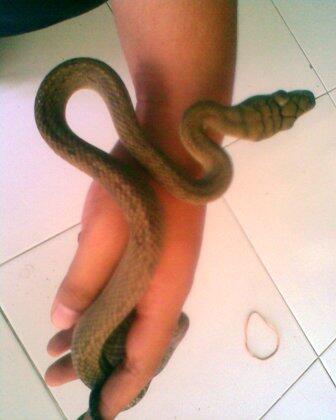 PITON PATOLA aka SCRUB PHYTON