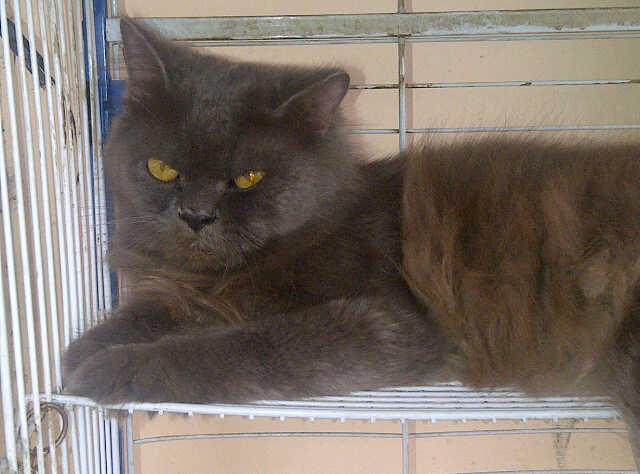 PERSIA GREY BROWN SEHAT LUCU MURAH SAJA.. SEMARANG