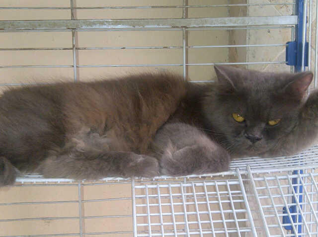 PERSIA GREY BROWN SEHAT LUCU MURAH SAJA.. SEMARANG