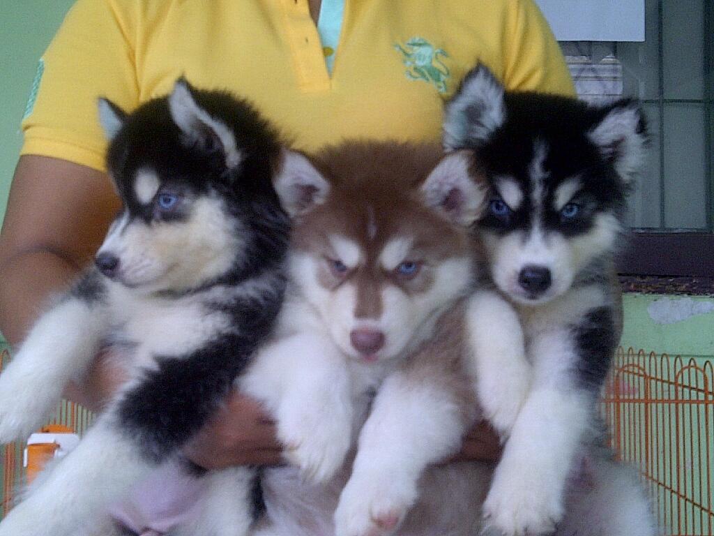 Terjual Anakan/Puppy/Puppies Anjing Siberian Husky Long Hair Mantaaappp | KASKUS