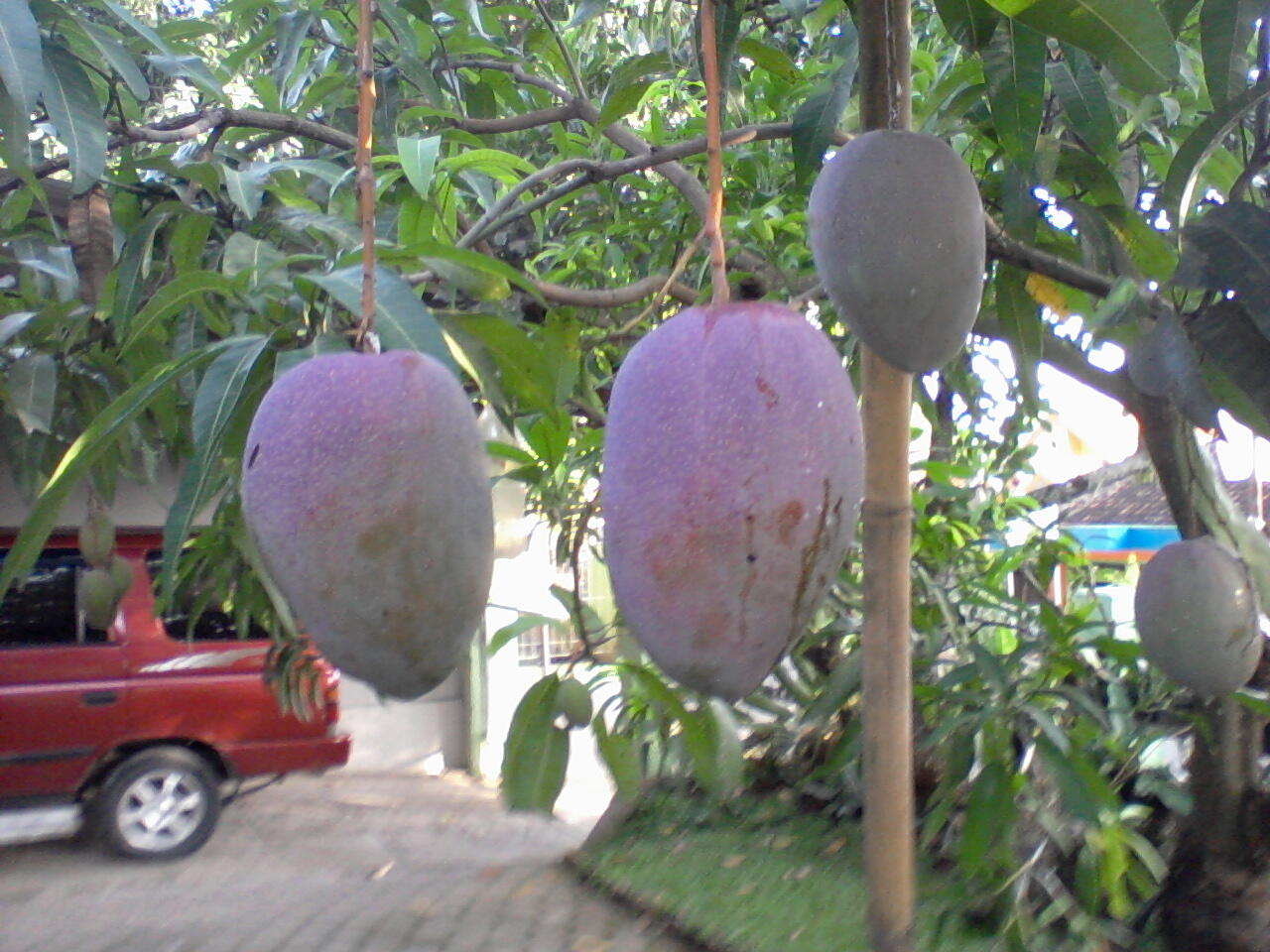 Mangga Segede Mobil gan.... Asli......