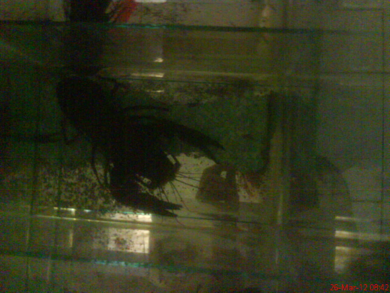 lobster air tawar