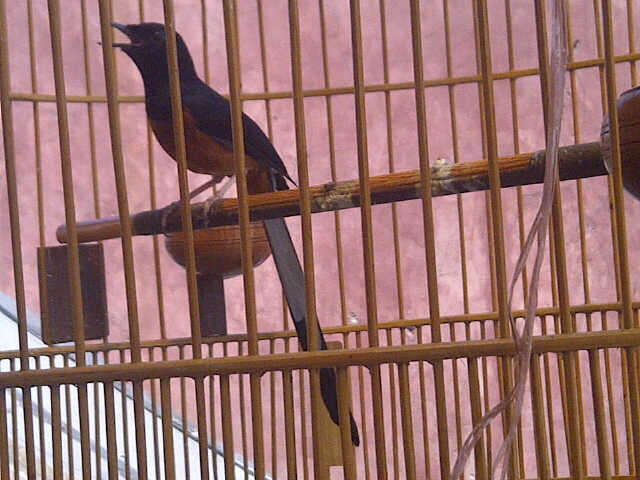 Burung Murai Batu Medan - Love Bird - Kenari Taiwan (BORONGAN)
