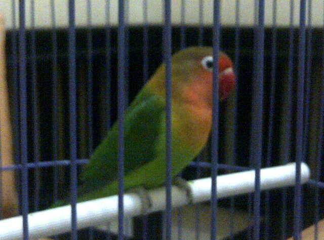 Burung Murai Batu Medan - Love Bird - Kenari Taiwan (BORONGAN)