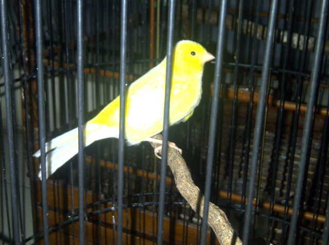 Burung Murai Batu Medan - Love Bird - Kenari Taiwan (BORONGAN)