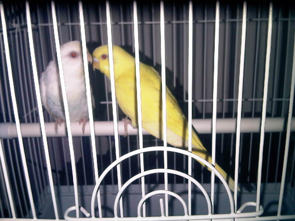 burung parkit sepasang