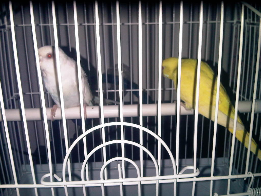 burung parkit sepasang