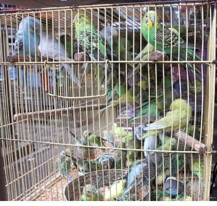 burung parkit sepasang