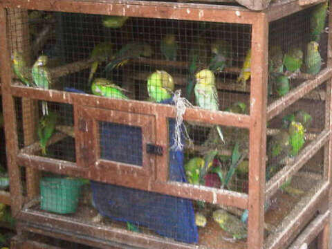 burung parkit sepasang