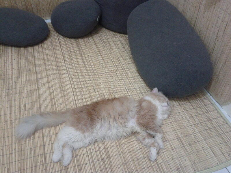 Jual Kucing Persia 1 dan 2 Jutaan - Jakarta