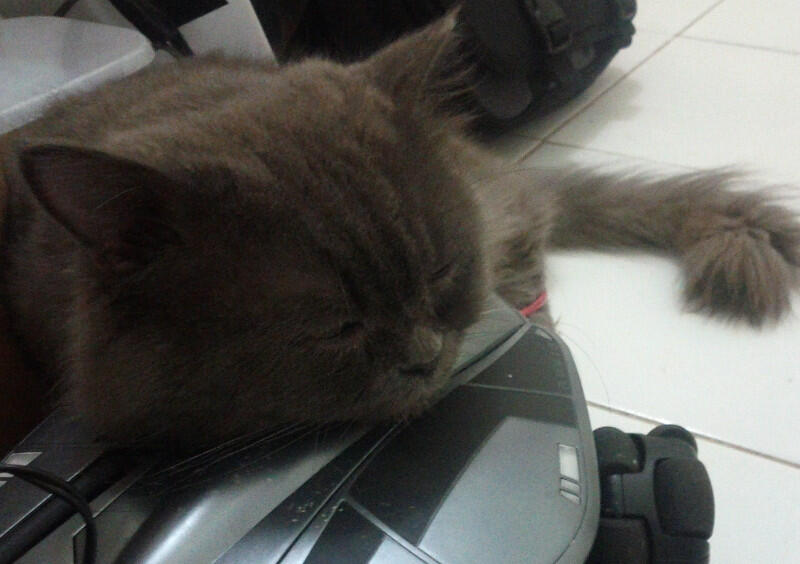 Jual Kucing Persia 1 dan 2 Jutaan - Jakarta