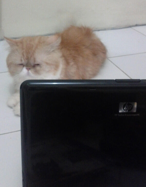 Jual Kucing Persia 1 dan 2 Jutaan - Jakarta