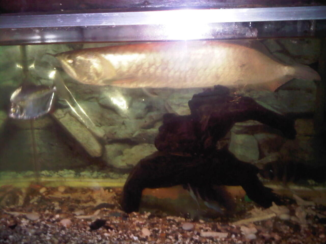 jual aquarium dan isinya...murah di jamin ( bandung )