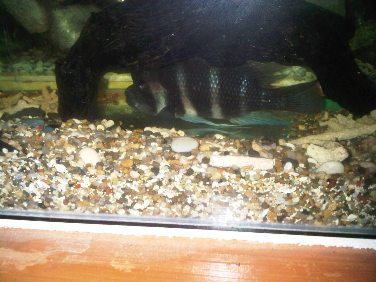 jual aquarium dan isinya...murah di jamin ( bandung )