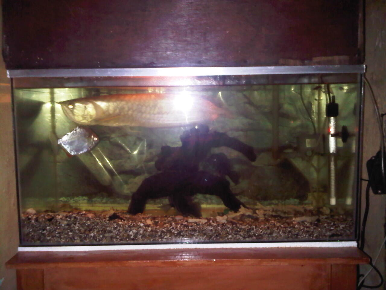 jual aquarium dan isinya...murah di jamin ( bandung )