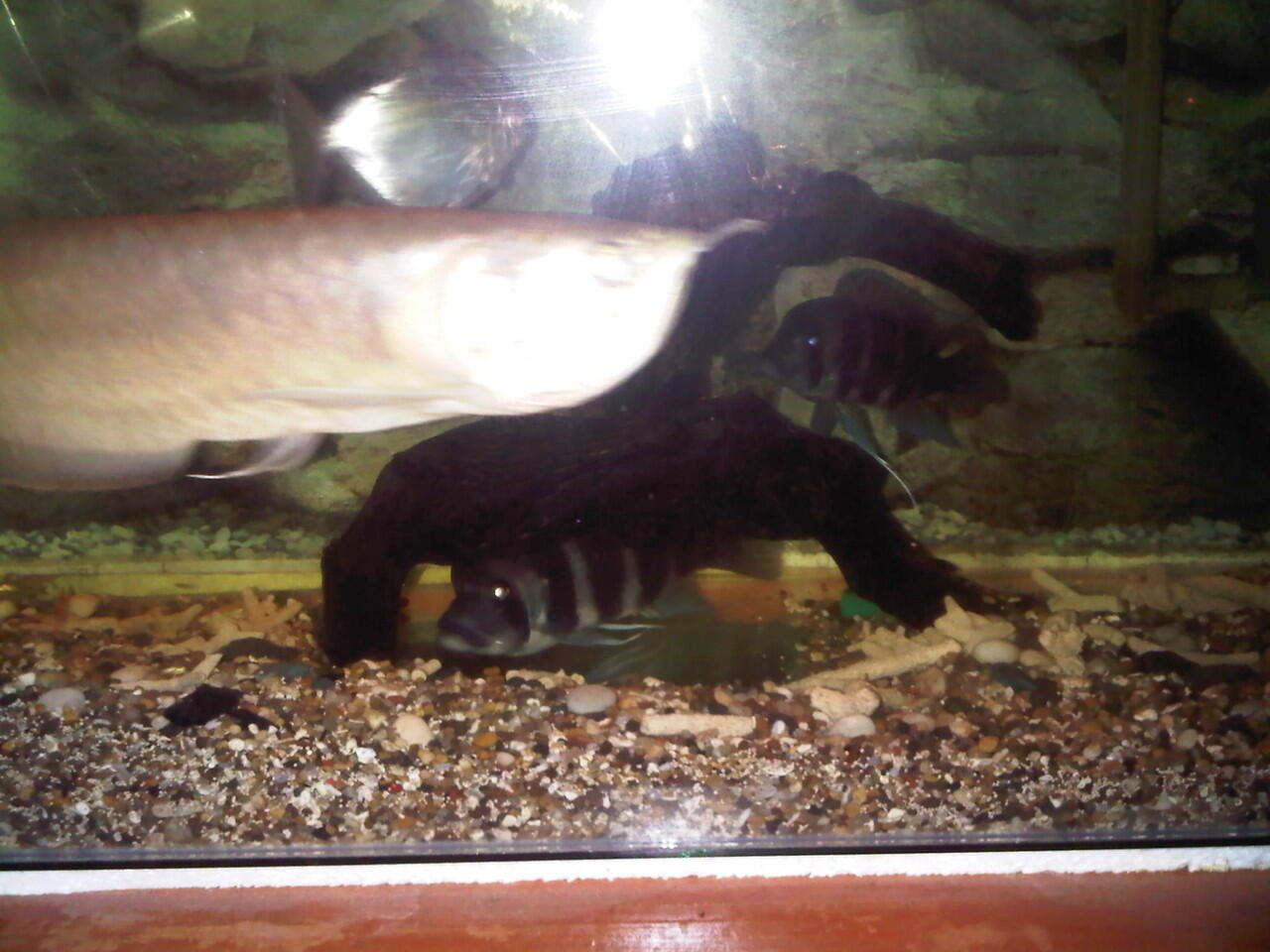 jual aquarium dan isinya...murah di jamin ( bandung )