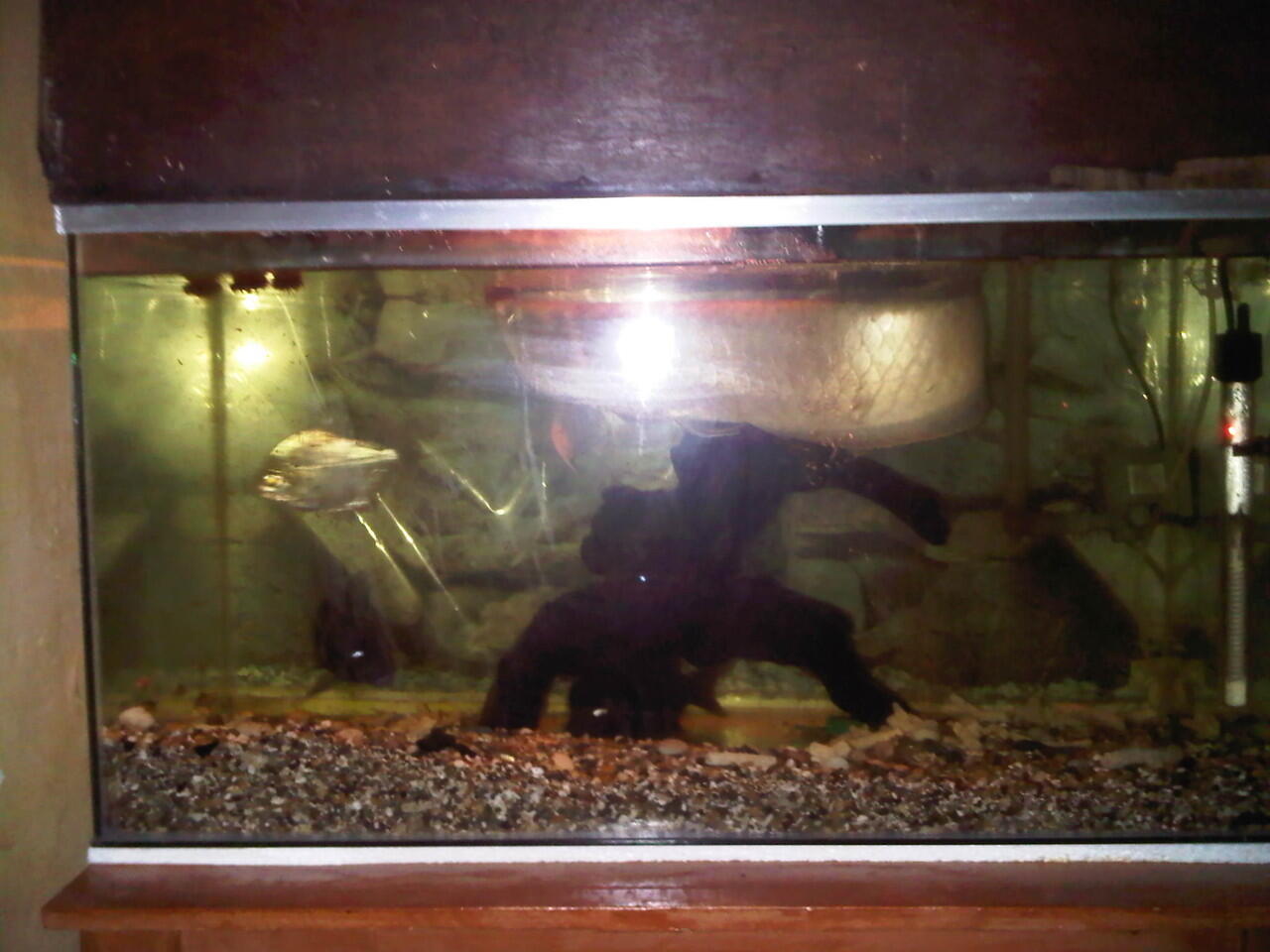 jual aquarium dan isinya...murah di jamin ( bandung )
