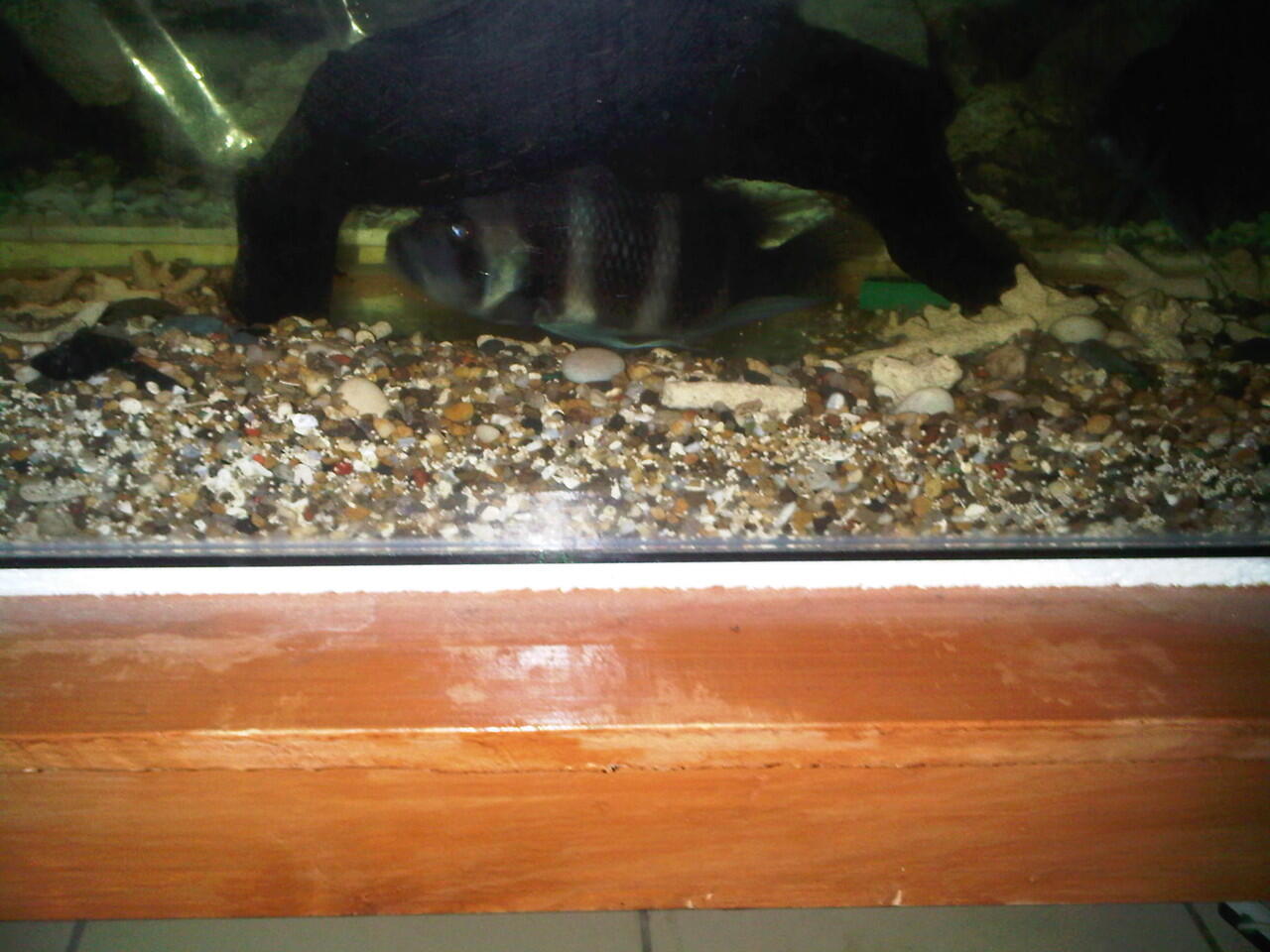 jual aquarium dan isinya...murah di jamin ( bandung )