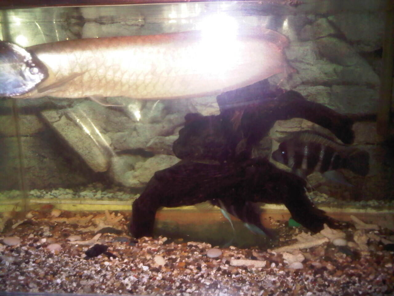 jual aquarium dan isinya...murah di jamin ( bandung )