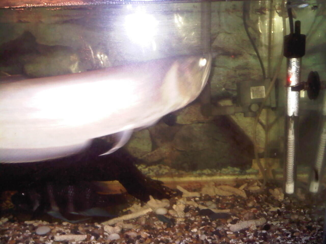 jual aquarium dan isinya...murah di jamin ( bandung )
