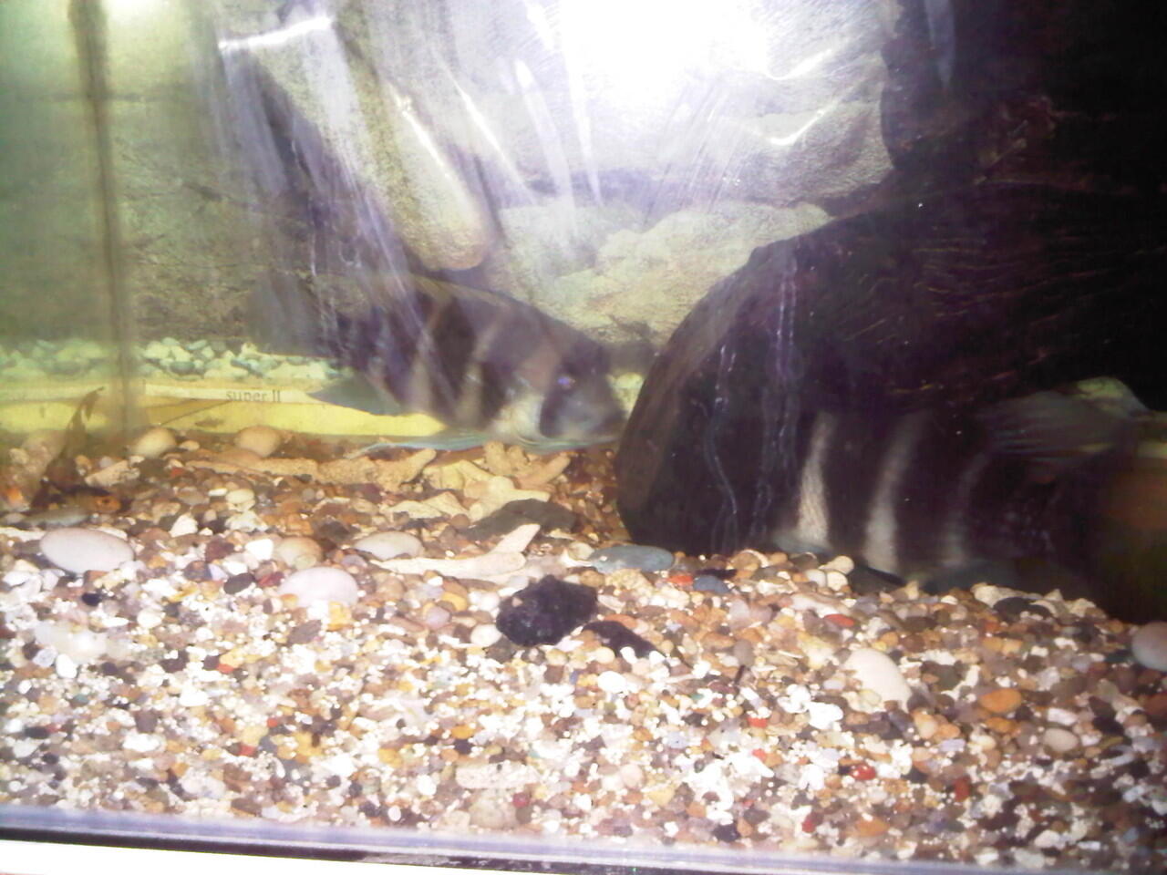 jual aquarium dan isinya...murah di jamin ( bandung )