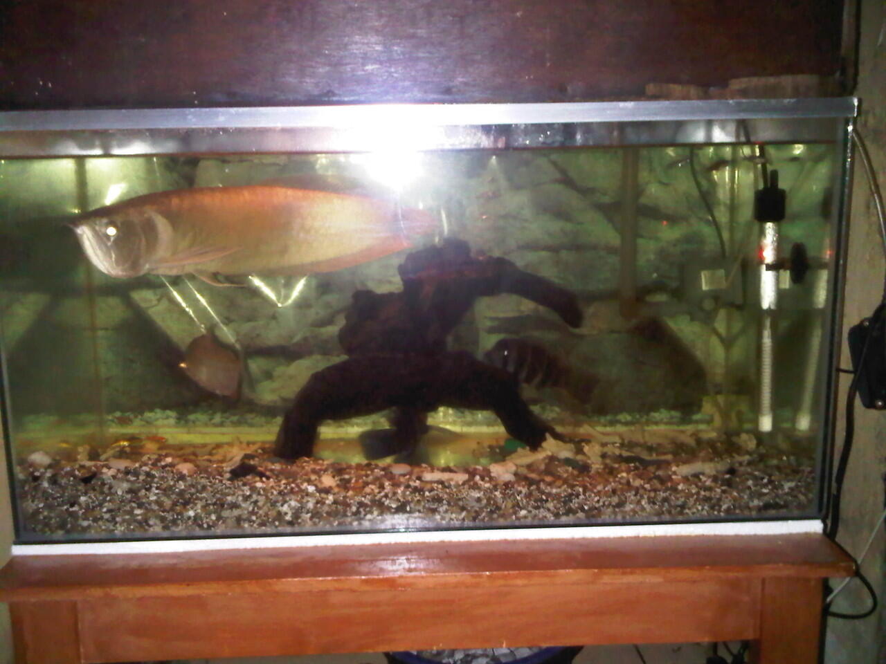 jual aquarium dan isinya...murah di jamin ( bandung )