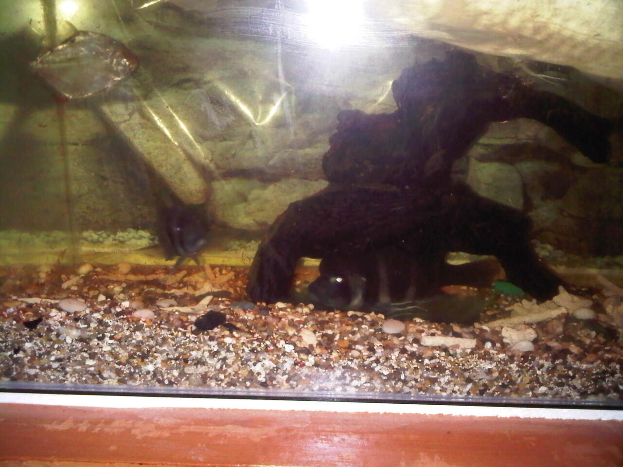 jual aquarium dan isinya...murah di jamin ( bandung )