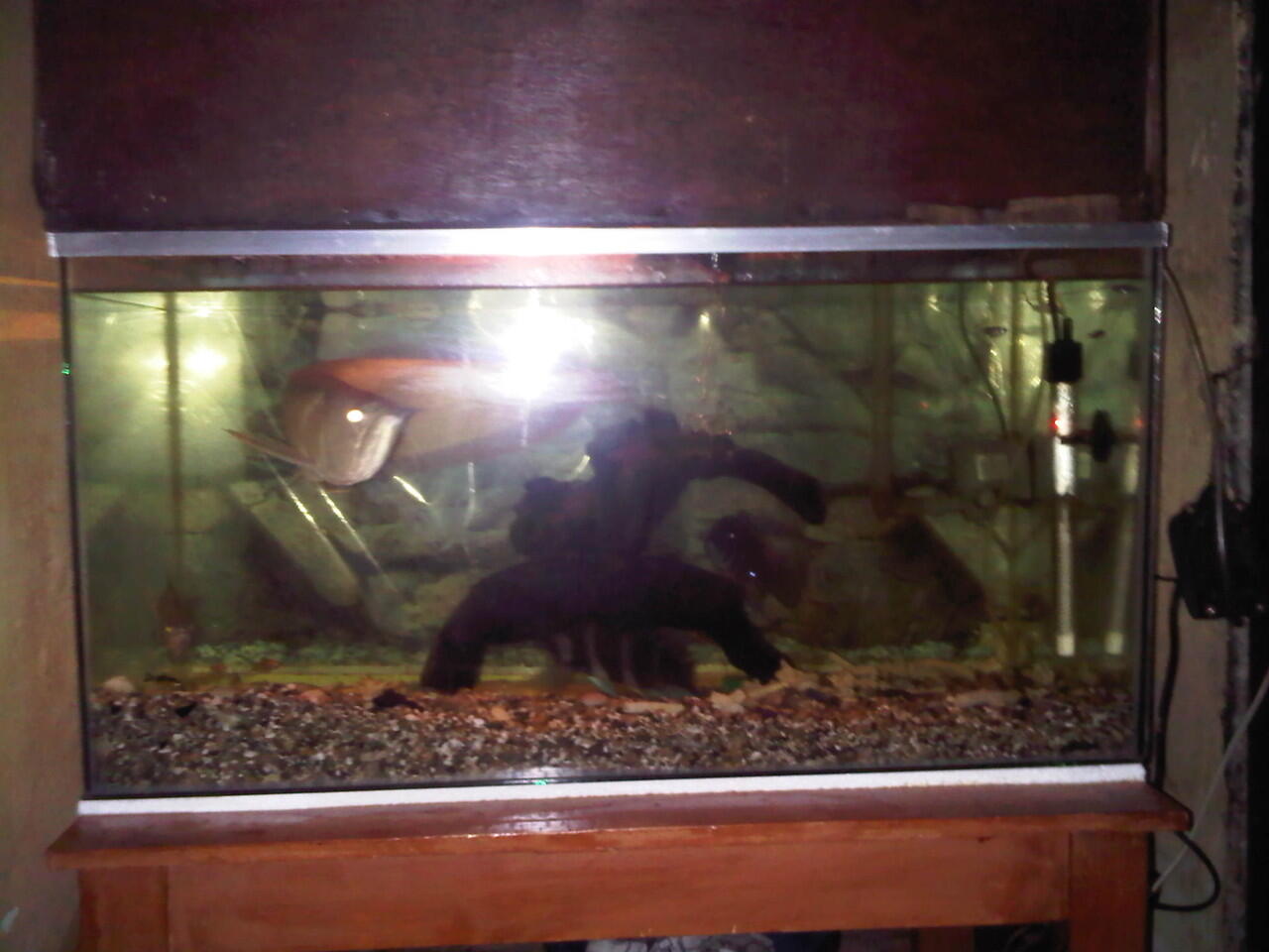 jual aquarium dan isinya...murah di jamin ( bandung )