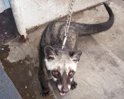 musang pandan jitot terpelihara....jual terpaksa...