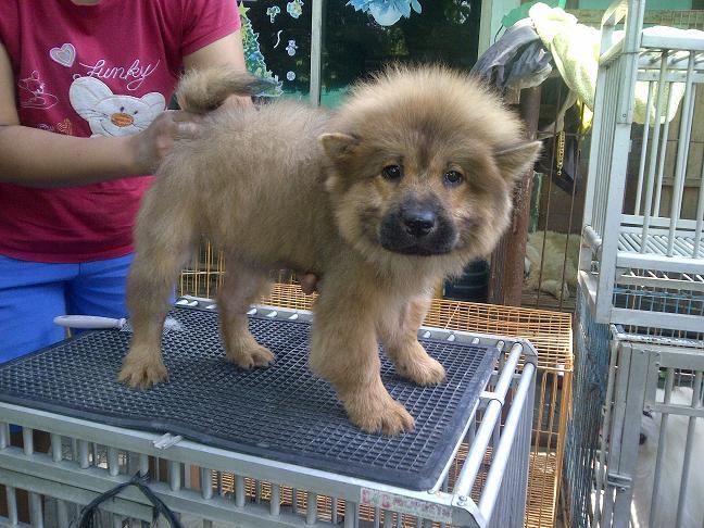chow chow jantan betina istimewa