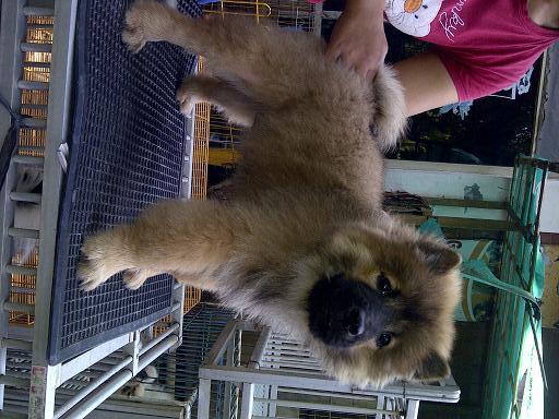 chow chow jantan betina istimewa
