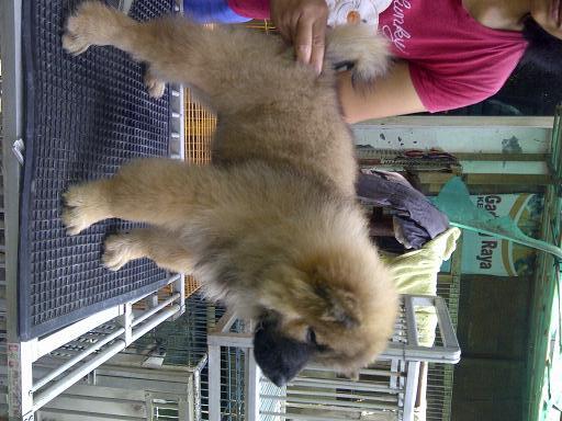 chow chow jantan betina istimewa