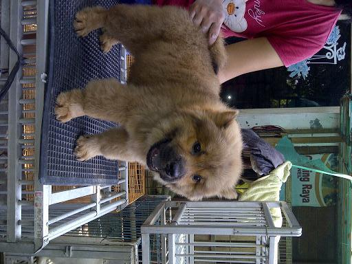 chow chow jantan betina istimewa