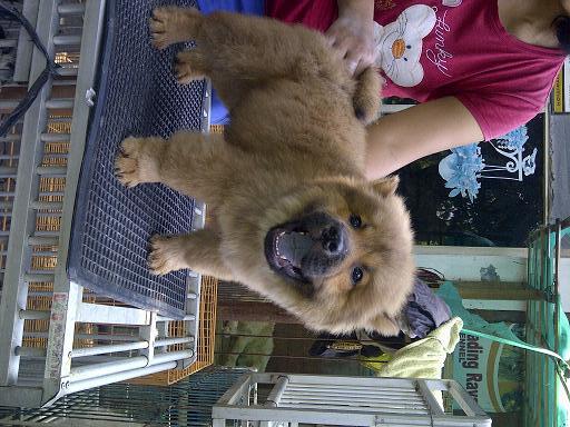 chow chow jantan betina istimewa