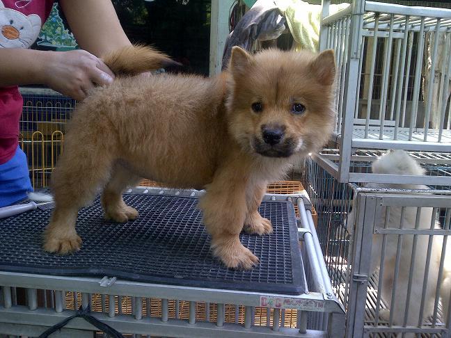 chow chow jantan betina istimewa