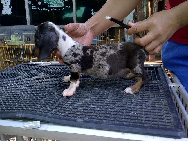tekel/dachshund daple jantan betina stamboom