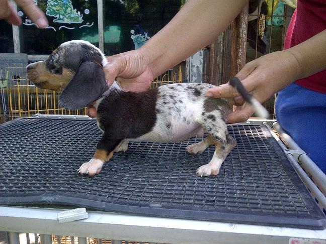 tekel/dachshund daple jantan betina stamboom