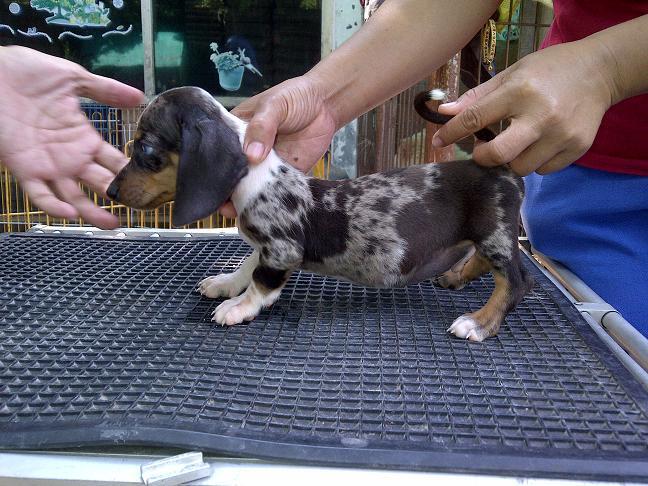 tekel/dachshund daple jantan betina stamboom