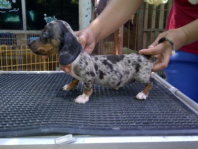 tekel/dachshund daple jantan betina stamboom
