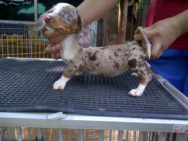 tekel/dachshund daple jantan betina stamboom