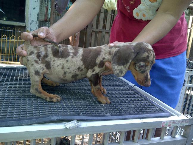 tekel/dachshund daple jantan betina stamboom
