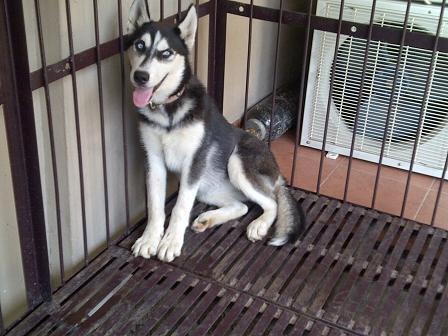 Siberian Husky Betina non stamboom