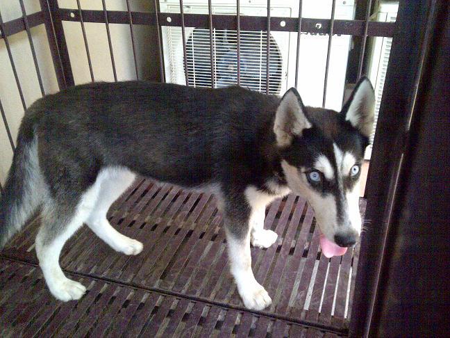 Siberian Husky Betina non stamboom